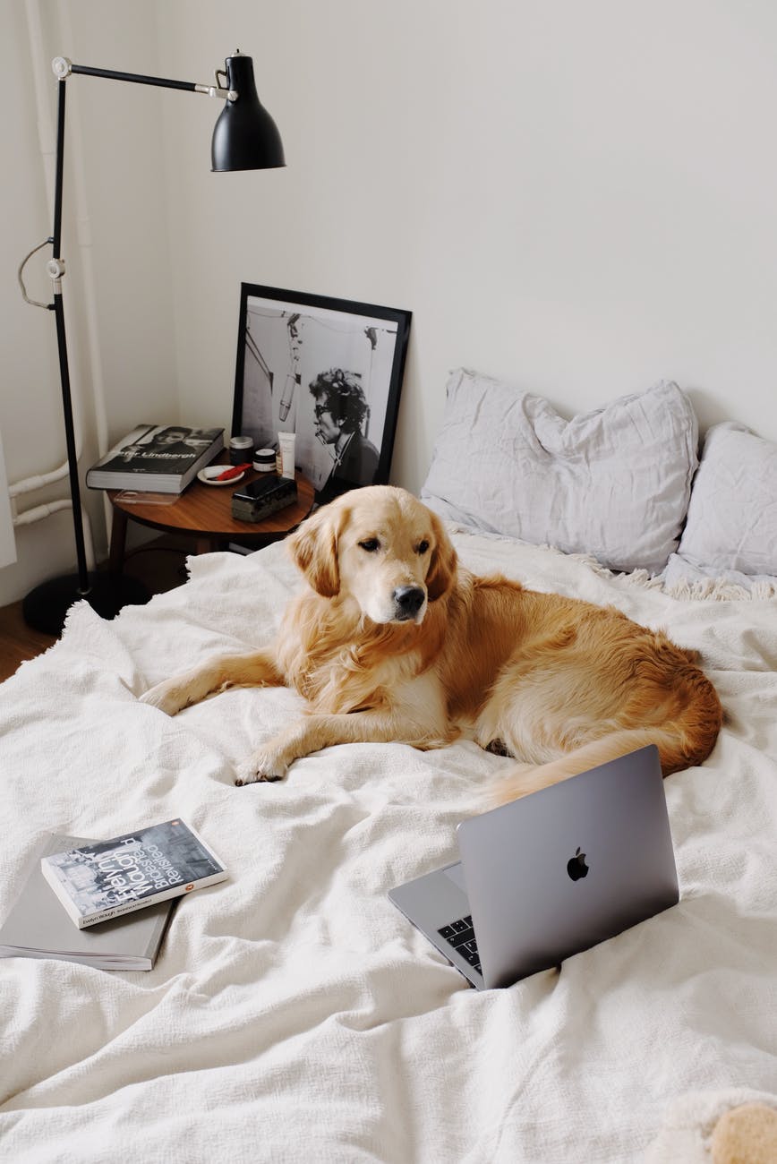 hovawart lying on blanket near laptop on bed at home