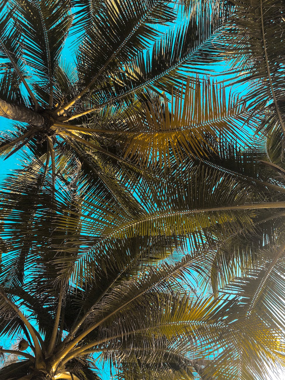 low angle photography of coconut trees